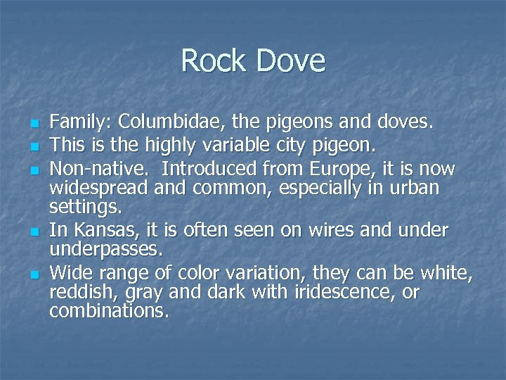 Rock Dove n n n Family: Columbidae, the pigeons and doves. This is the