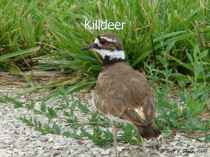 Killdeer 