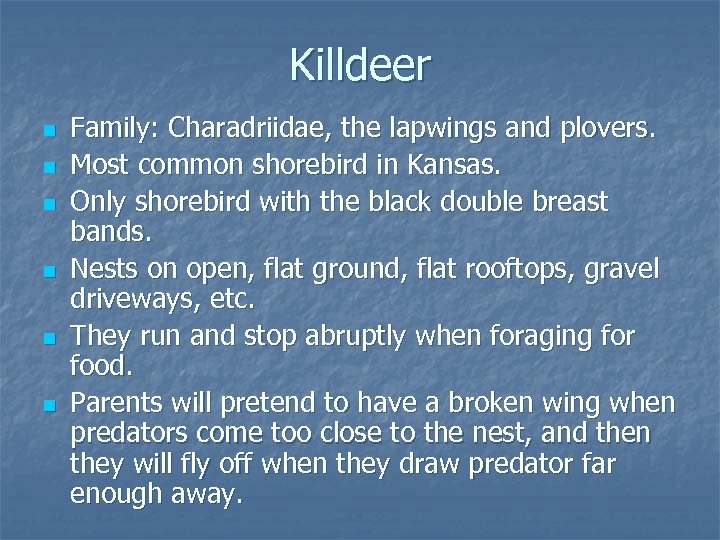 Killdeer n n n Family: Charadriidae, the lapwings and plovers. Most common shorebird in