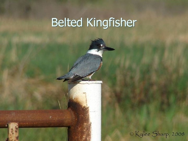 Belted Kingfisher 