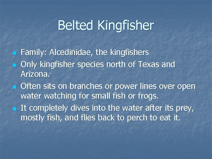 Belted Kingfisher n n Family: Alcedinidae, the kingfishers Only kingfisher species north of Texas