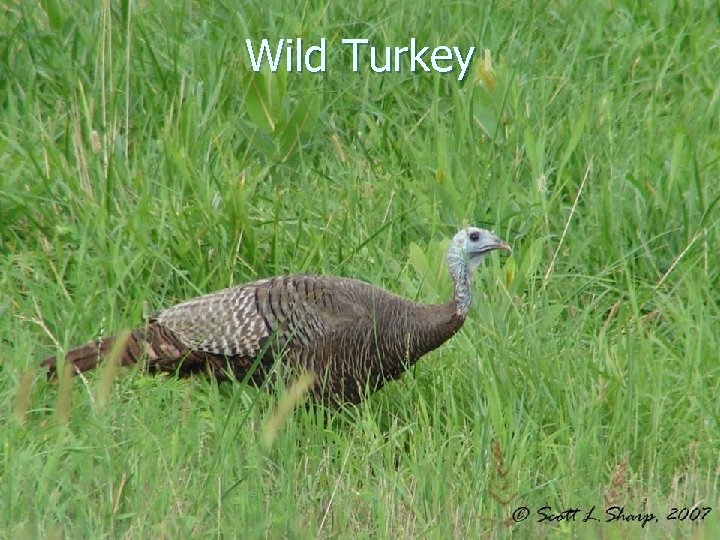 Wild Turkey 