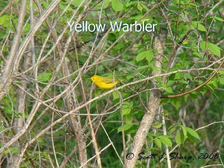 Yellow Warbler 