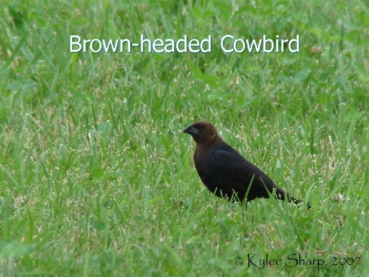 Brown-headed Cowbird 