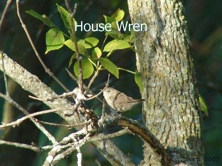 House Wren 