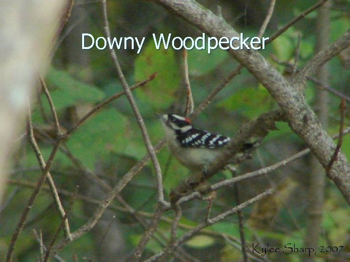 Downy Woodpecker 