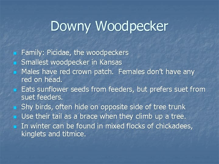 Downy Woodpecker n n n n Family: Picidae, the woodpeckers Smallest woodpecker in Kansas