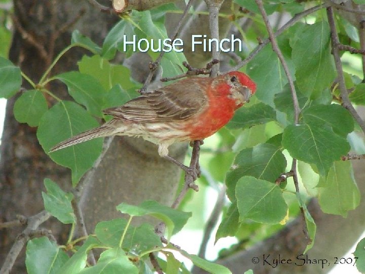 House Finch 