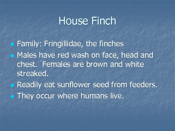 House Finch n n Family: Fringillidae, the finches Males have red wash on face,