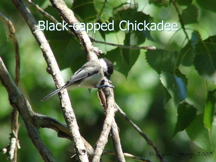 Black-capped Chickadee 
