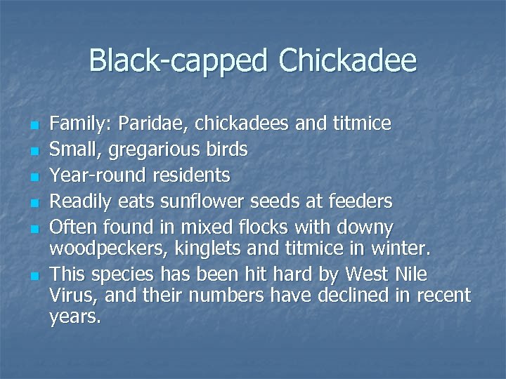 Black-capped Chickadee n n n Family: Paridae, chickadees and titmice Small, gregarious birds Year-round