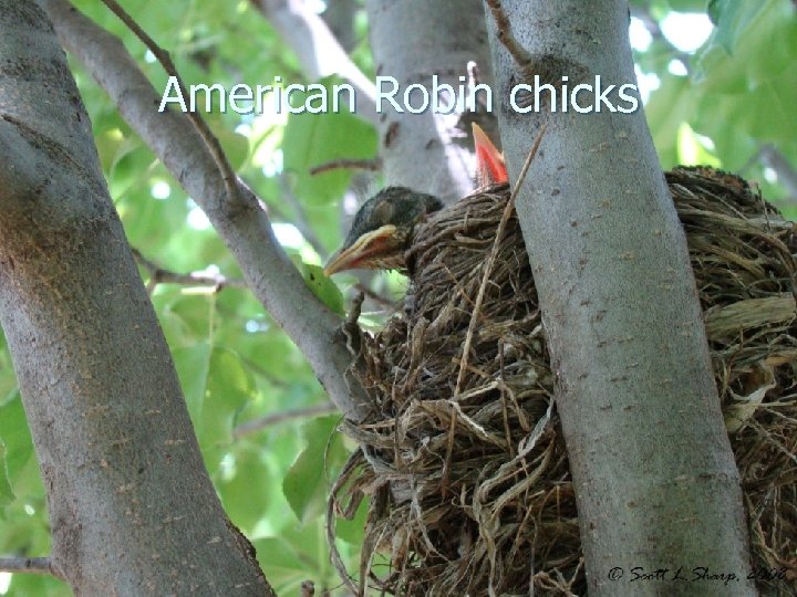 American Robin chicks 