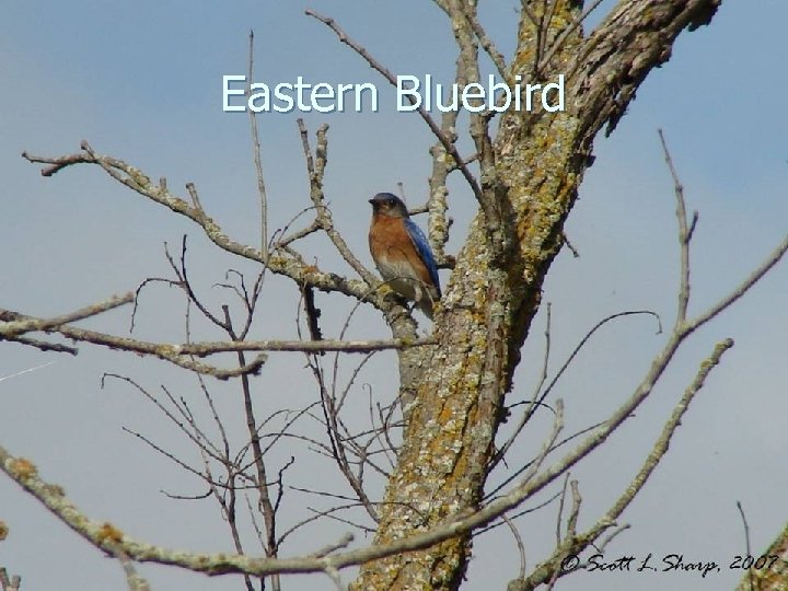 Eastern Bluebird 