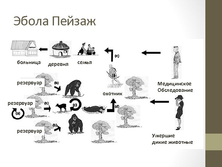 Эбола Пейзаж больница деревня семья резервуар охотник Медицинское Обследование резервуар Умершие дикие животные 