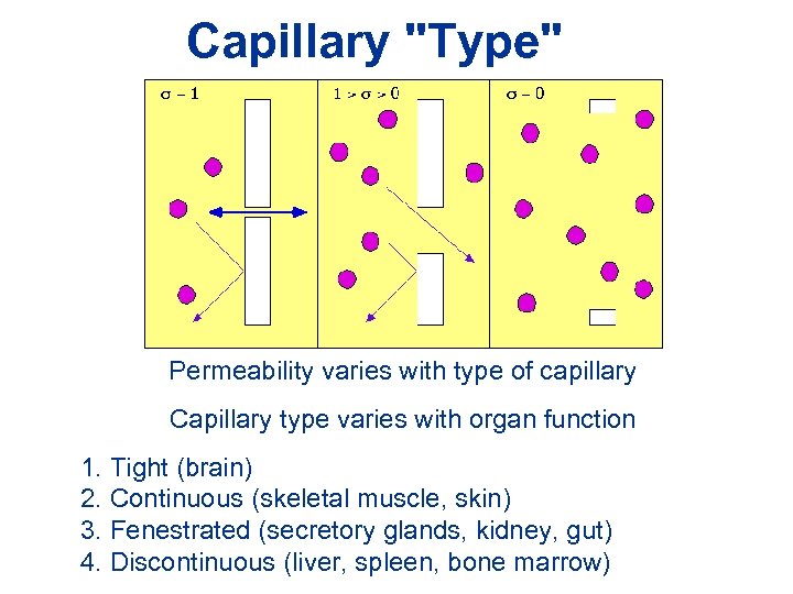 Capillary "Type" Permeability varies with type of capillary Capillary type varies with organ function