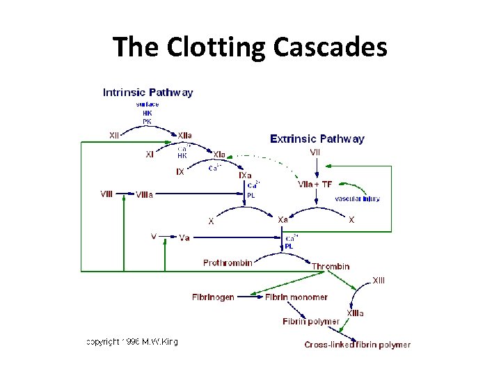 The Clotting Cascades 
