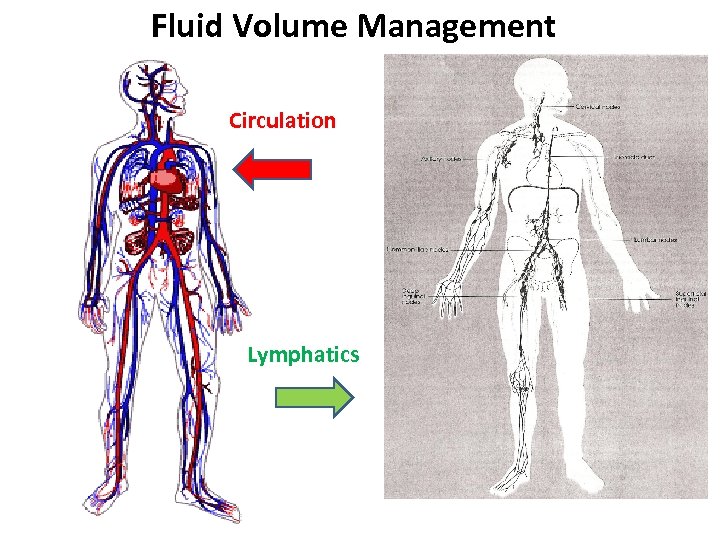 Fluid Volume Management Circulation Lymphatics 
