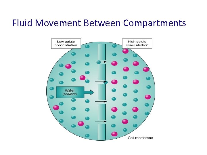 Fluid Movement Between Compartments 