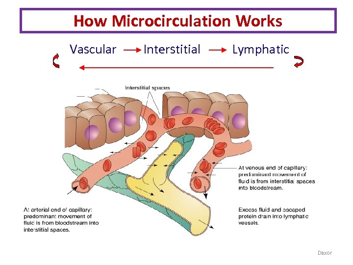 How Microcirculation Works Vascular Interstitial Lymphatic Daxor 