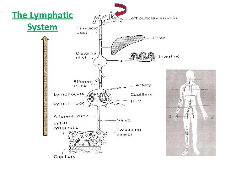 The Lymphatic System 