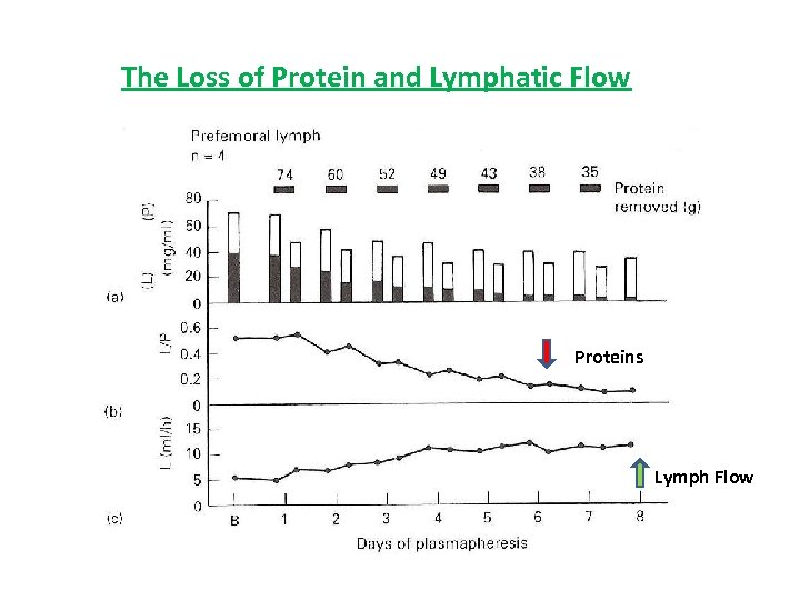 The Loss of Protein and Lymphatic Flow Proteins Lymph Flow 