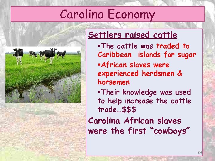 Carolina Economy Settlers raised cattle §The cattle was traded to Caribbean islands for sugar