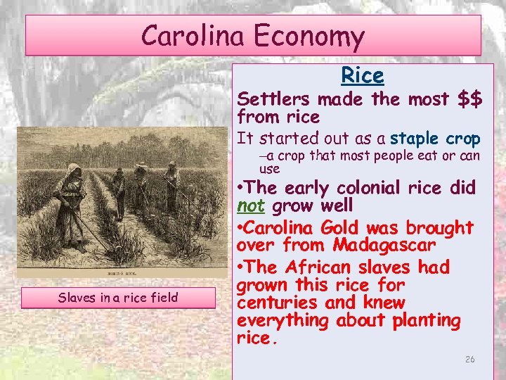 Carolina Economy Rice Settlers made the most $$ from rice It started out as