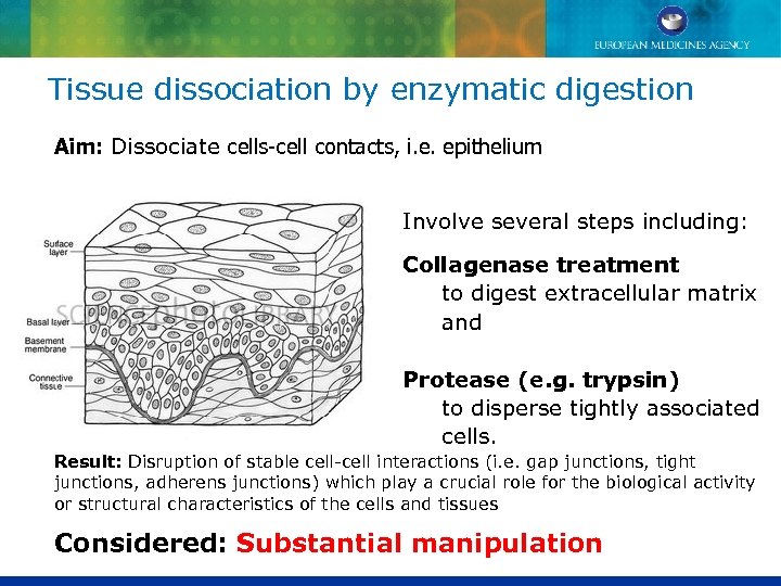 Tissue dissociation by enzymatic digestion Aim: Dissociate cells-cell contacts, i. e. epithelium Involve several