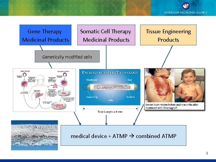 Gene Therapy Medicinal Products Somatic Cell Therapy Medicinal Products Tissue Engineering Products Genetically modified