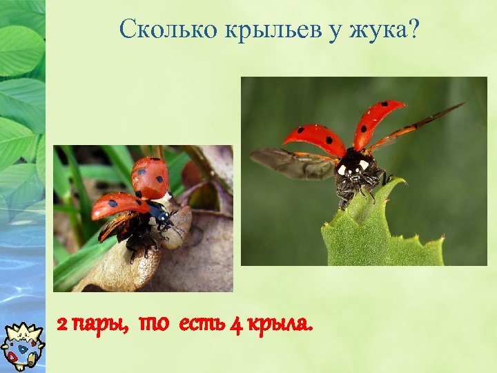 Сколько крыльев у жука? 2 пары, то есть 4 крыла. 