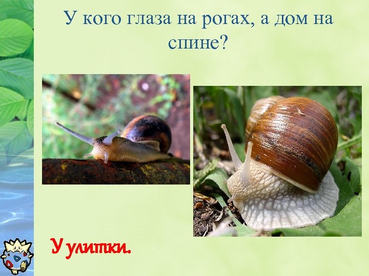 У кого глаза на рогах, а дом на спине? У улитки. 