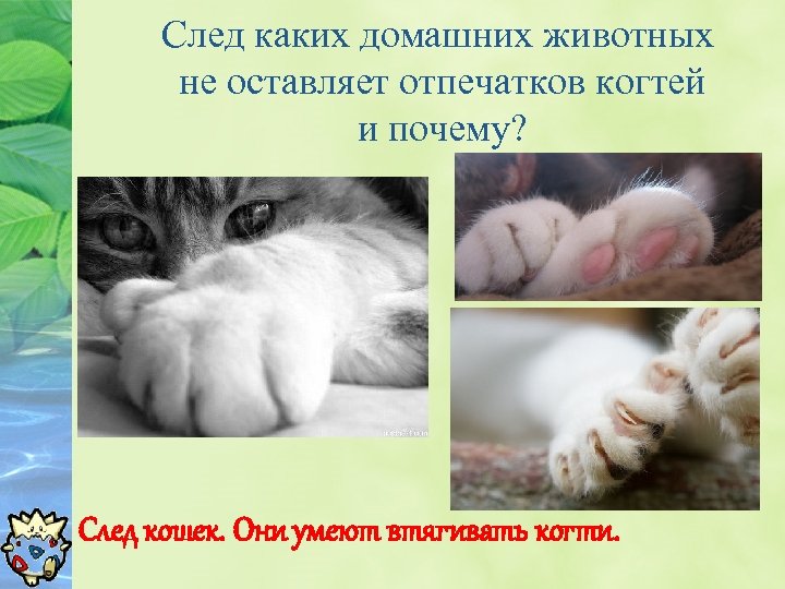 След каких домашних животных не оставляет отпечатков когтей и почему? След кошек. Они умеют