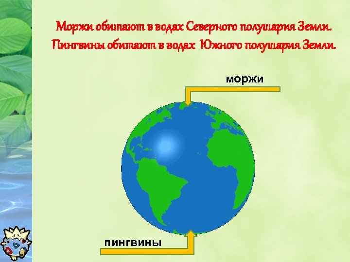 Моржи обитают в водах Северного полушария Земли. Пингвины обитают в водах Южного полушария Земли.
