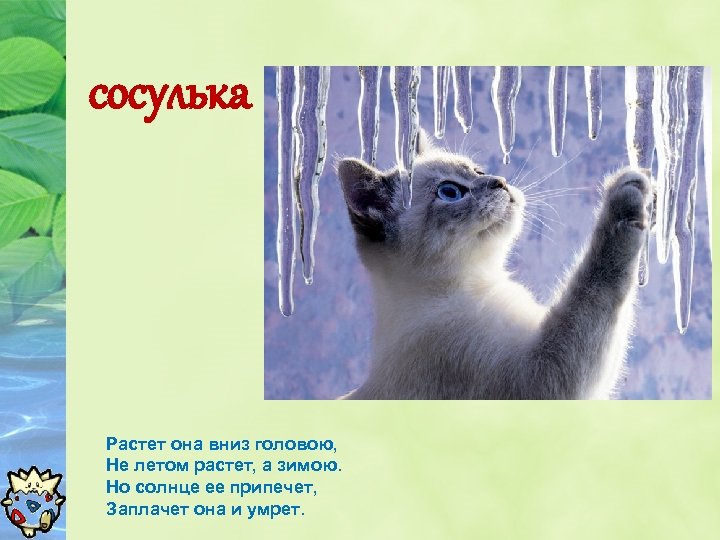сосулька Растет она вниз головою, Не летом растет, а зимою. Но солнце ее припечет,