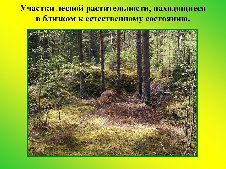 Участки лесной растительности, находящиеся в близком к естественному состоянию. 