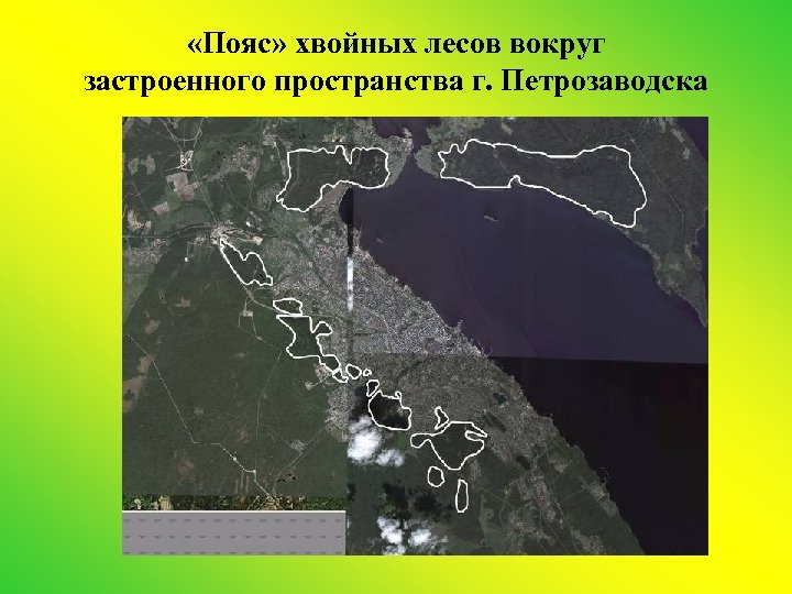  «Пояс» хвойных лесов вокруг застроенного пространства г. Петрозаводска 