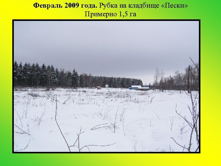 Февраль 2009 года. Рубка на кладбище «Пески» Примерно 1, 5 га 