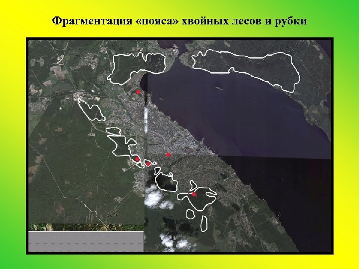 Фрагментация «пояса» хвойных лесов и рубки 