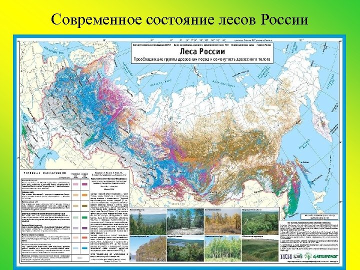 Современное состояние лесов России 