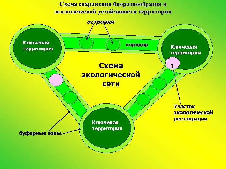 Схема сохранения биоразнообразия и экологической устойчивости территории островки Ключевая территория коридор Ключевая территория Схема