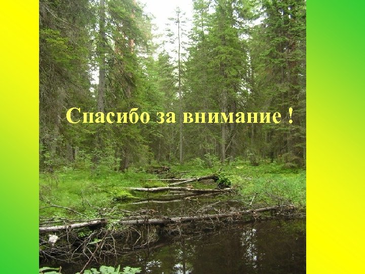 Спасибо за внимание ! 