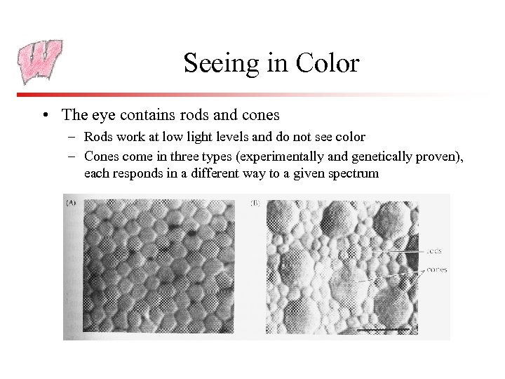 Seeing in Color • The eye contains rods and cones – Rods work at