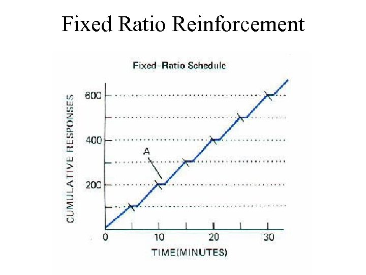 Fixed Ratio Reinforcement 