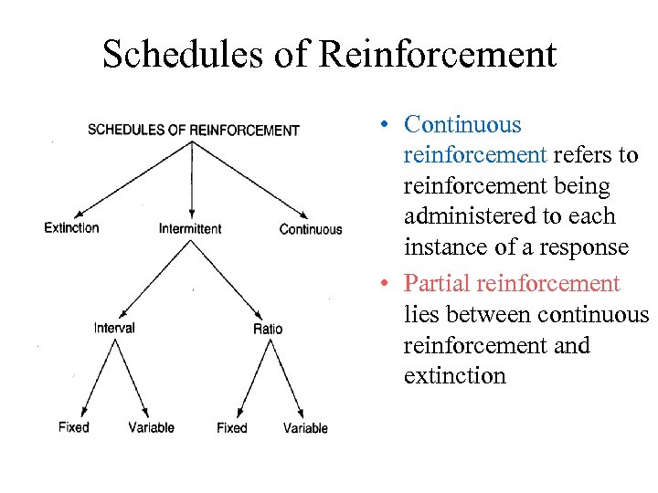 Schedules of Reinforcement • Continuous reinforcement refers to reinforcement being administered to each instance