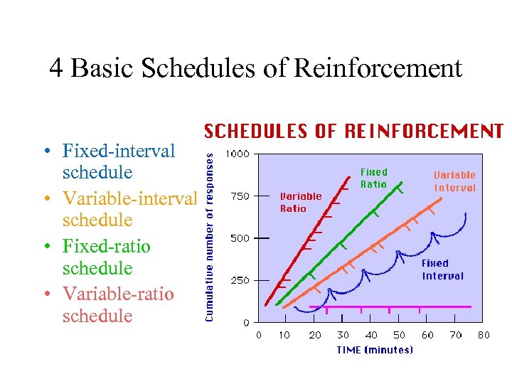 Reinforcement Schedules 1 Continuous Reinforcement Reinforces The Desired