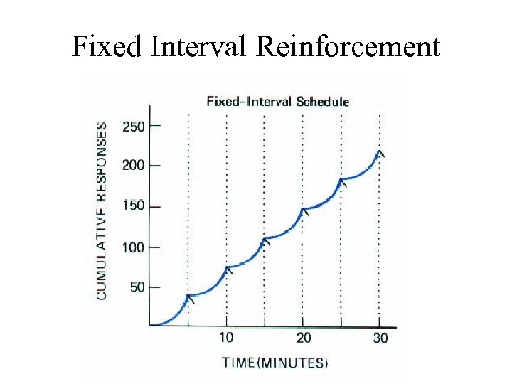 Fixed Interval Reinforcement 