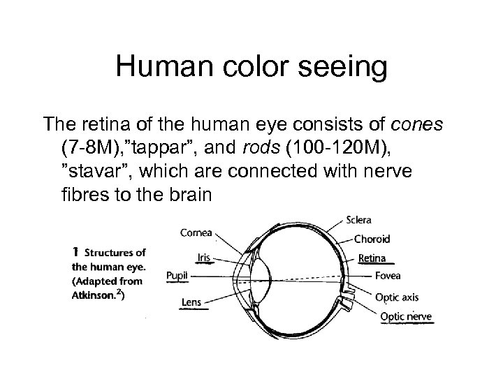 Human color seeing The retina of the human eye consists of cones (7 -8