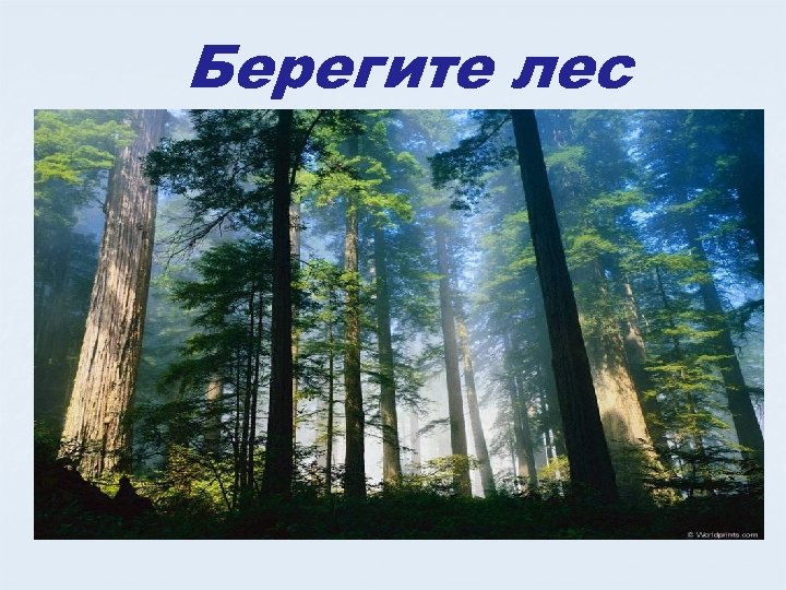 Берегите лес 