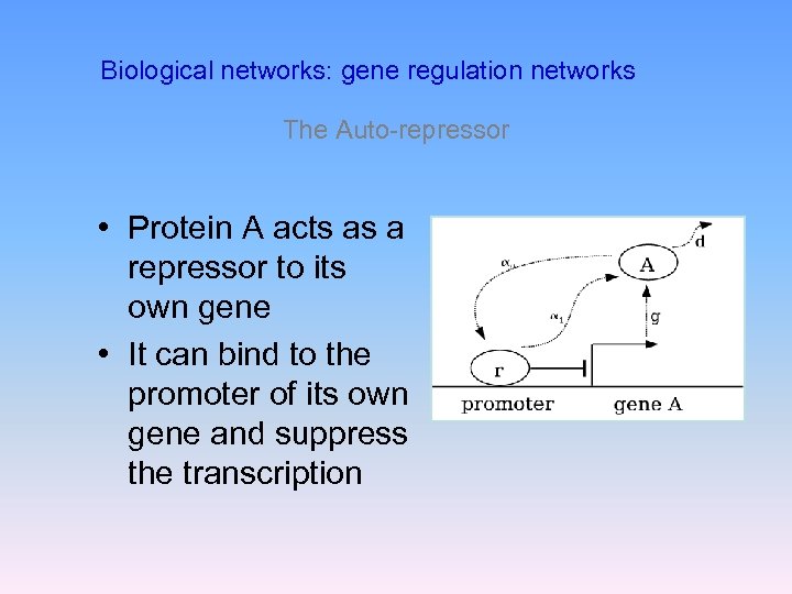 Biological networks: gene regulation networks The Auto-repressor • Protein A acts as a repressor