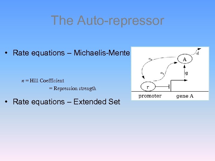 The Auto-repressor • Rate equations – Michaelis-Menten form n = Hill Coefficient = Repression